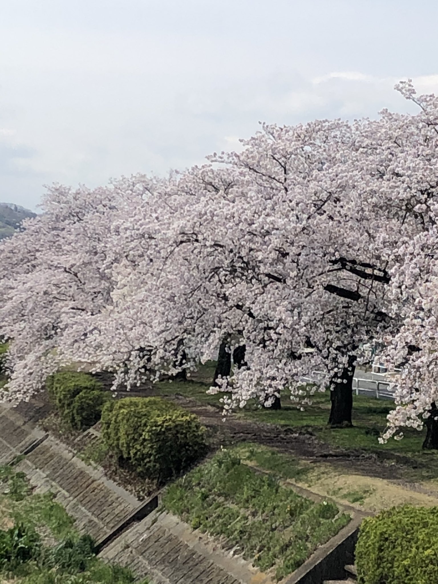 らじらー みんなでエア花見 このあと みんなでタイムラインを桜色に染めよう ということで みなさんの桜のイラストや写真 過去のものでもok を準備してね みんなでエア花見 のハッシュタグをつけてつぶやきましょう Nhkらじら