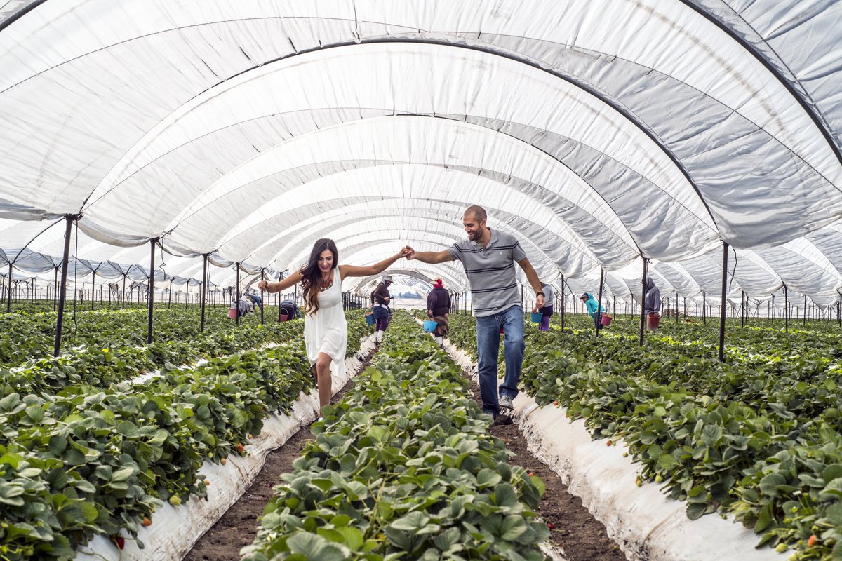 SECTUR_mx's tweet photo. 🍓#FelizSábado desde Irapuato, #Guanajuato. ¡Si te gustan las fresas, este lugar debe estar entre tus planes! Aquí se han desarrollado diversos productos turísticos alrededor de esta fruta, que ha dado fama a la región.
🍓Ruta de la Fresa👇🏼
https://t.co/wIumrc4z7T
#CocinaDeMéxico https://t.co/3P1rdSbUHm