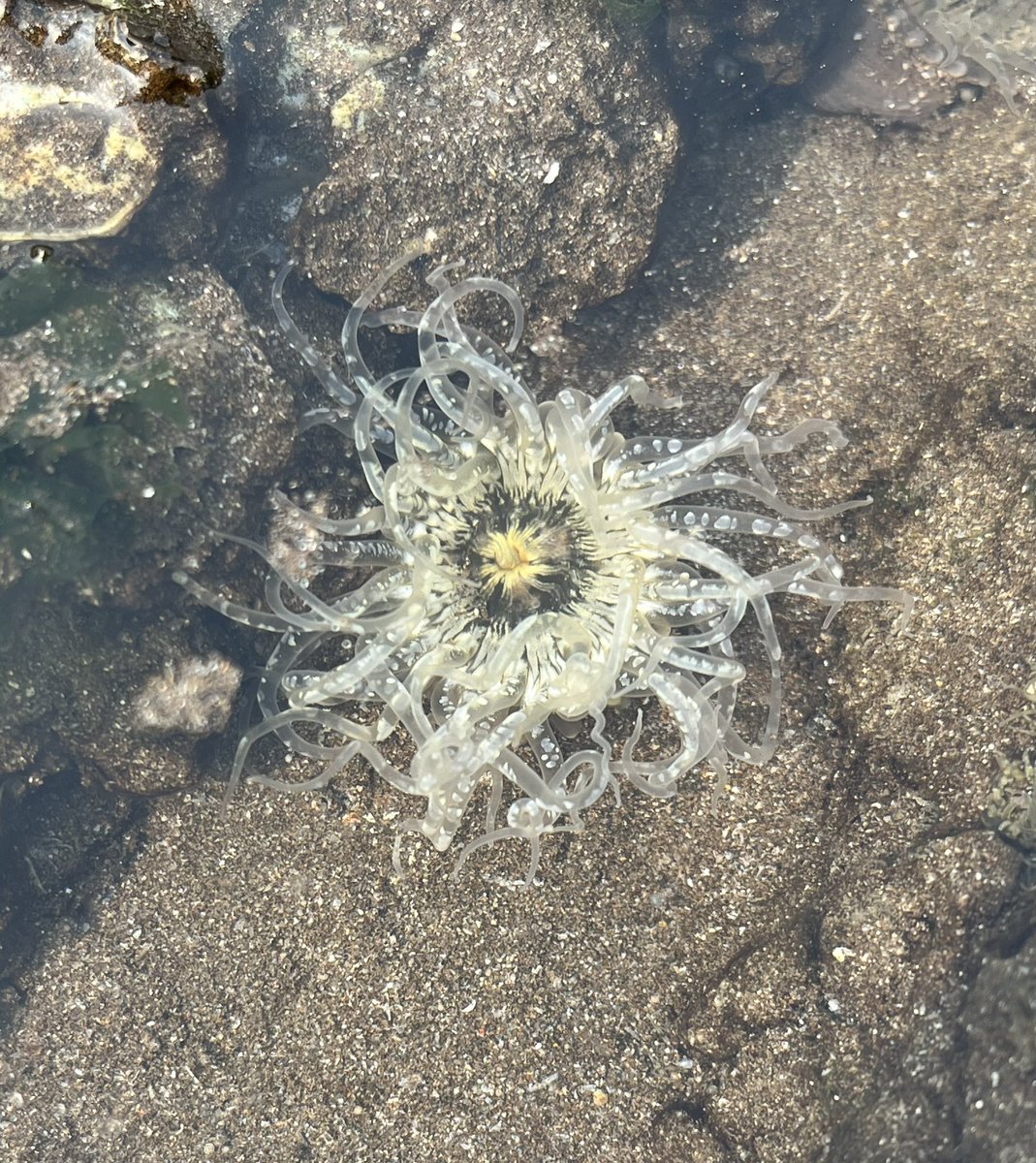 Naeem_Rickstar's tweet photo. Unknown Sea Creature, look like Jellyfish.? Can someone help me to understand what is the name of this creature, i found this on beach today @MBSociety @MarineNationale @Scripps_Ocean https://t.co/xWWhrSB4hw