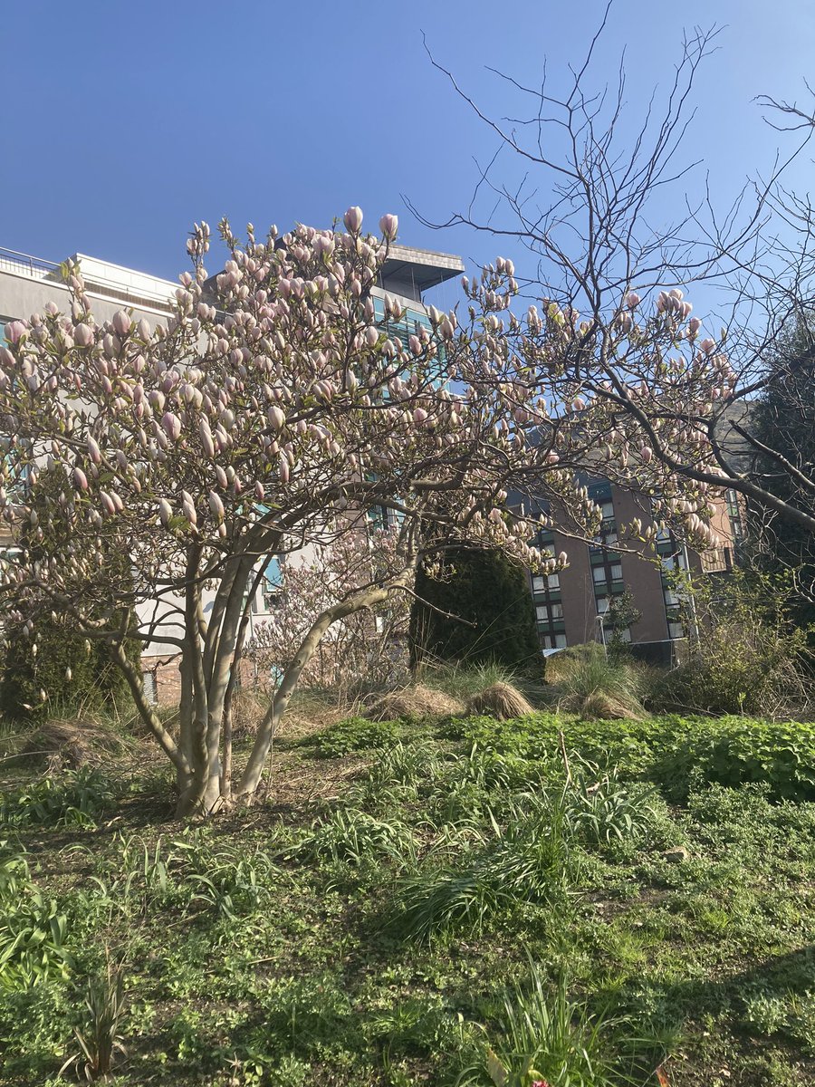 juderoberts26's tweet image. @LindaBauld  great start to #BMAScotConf  sunshine and magnolias in Edinburgh today