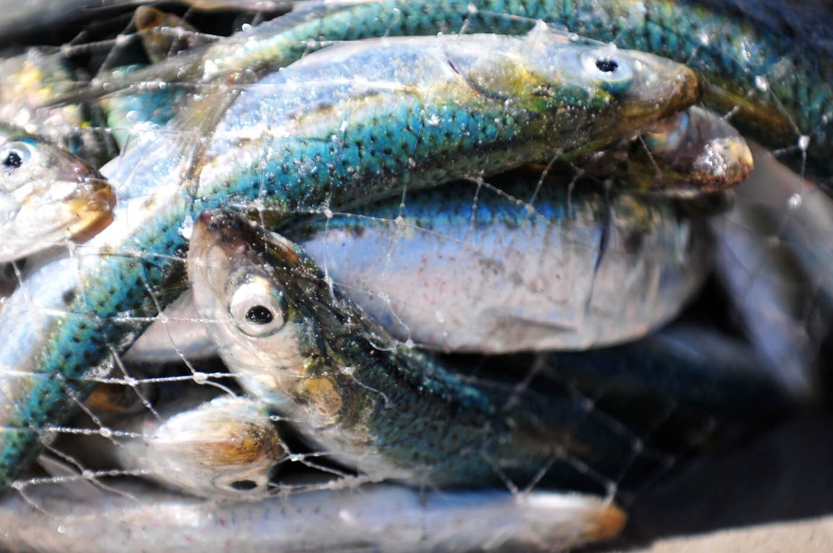 PETAAsia's tweet photo. The New England Journal of Medicine (@NEJM) has also found that, aside from high amounts of fat and cholesterol, fish are the main source of methyl mercury, a substance that has been linked to cardiovascular disease, fetal brain damage, and other serious diseases.
#WDEF https://t.co/qvYBgKQObH