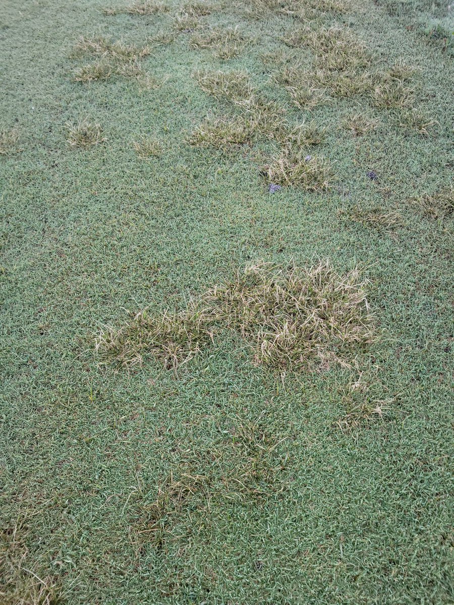 David Rusho tweet media