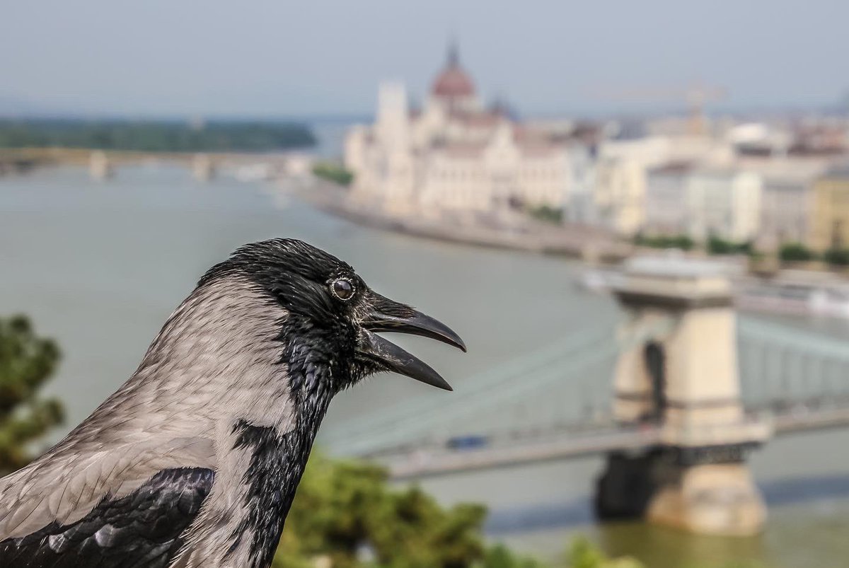 Budapest. El Parlamento, el Puente de las Cadenas y el infiltrado.
Si pasáis por la ciudad, pasead por el Castillo de Buda, los alrededores del Danubio, relajáos en los balnearios de aguas termales de la ciudad… ¡y bebed palinka! (El ‘orujo’ húngaro)

#budapest #Hungary