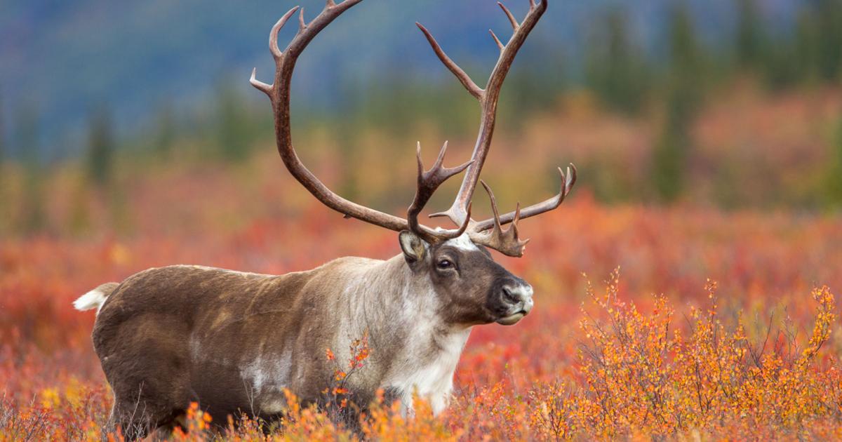 Igor never gets a nickname but if he did he definitely would be named after a reindeer
It just makes sense in my head