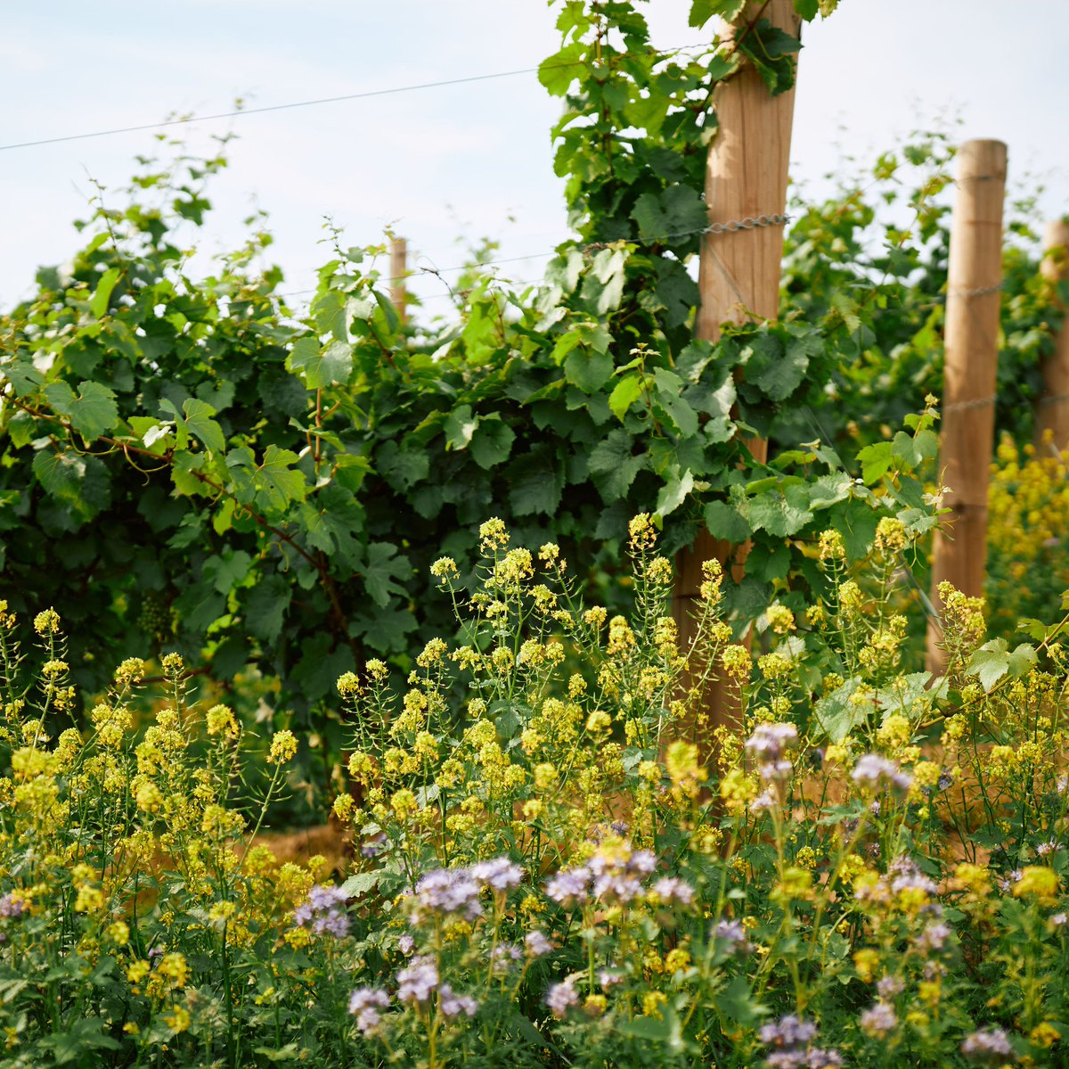 lemanoir's tweet photo. Meet the winemakers of Hundred Hills Vineyard, Stephen and Fiona. Take in the breathtaking views while enjoying an exclusive wine tasting experience. 

Let's savour the blossoming beauty of Oxfordshire's most beautiful spots.

https://t.co/dy7KjuuTYD

#TheArtOfBelmond https://t.co/j5FG6jjrdj