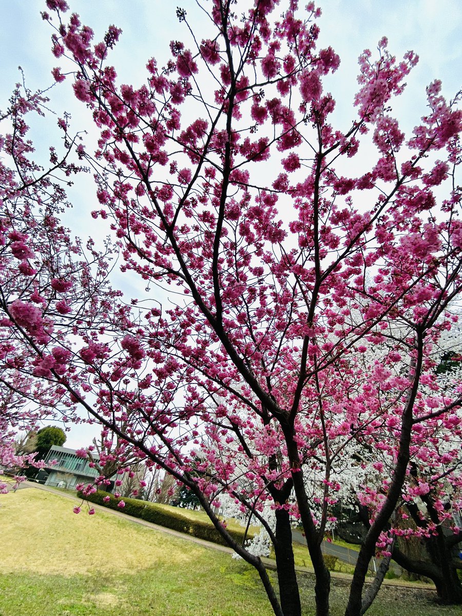 1118Hide's tweet photo. 近所のお花見🌸🌸🌸
東工大のキャンパス
五分咲ぐらいだった
ソメイヨシノばかりでなく
里桜も咲いていた。

#ソメイヨシノ 
#お花見 
#里桜 
#桜 
#東工大 
#染井吉野 https://t.co/5vizCWqkMo