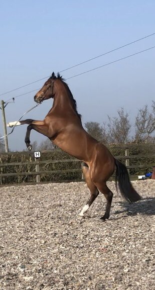 FastTrackRacin1's tweet photo. Capall Mear rearing and ready to go to @NewcastleRaces for trainer @Adriannicholl18 under @bazmchugh 
Shares available at: https://t.co/YZk8DGVETG 

#RacingClub #lucky #horserace https://t.co/serITe9XQ6