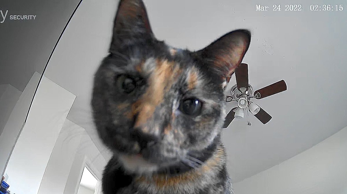 ルームカメラを
見つけた
あの子👀
✣
#猫のいる暮らし #猫好きさんと繋がりたい #CatsOfTwitter #CatsOnTwitter #cat #ねこ #猫のいる幸せ #猫写真 #面白い #eufysecurity @EufyOfficial #猫っておもしろい #ぬこ #にゃんこ