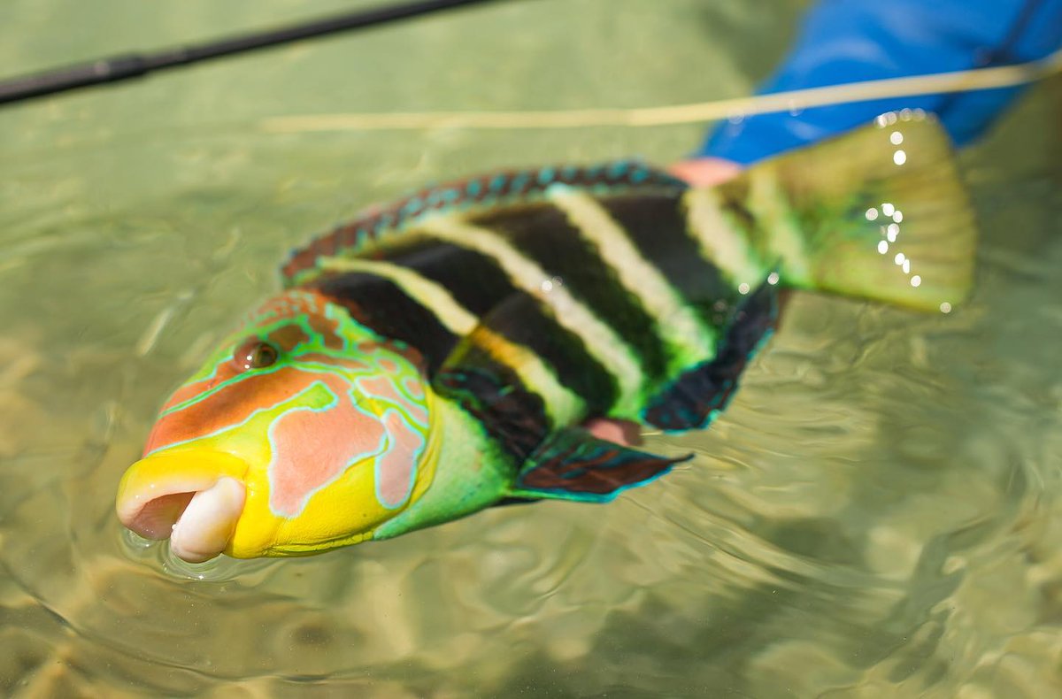 CostaSunglasses's tweet photo. No holds barred when targeting this Indo-Pacific grazer. Who can name this species?
#SeeWhatsOutThere #InshoreFishing #FlyFishing #FlatsFishing #Surfcaster #CostaPro
๐ธ: Christiaan Pretorius https://t.co/oV5fqMZiE8