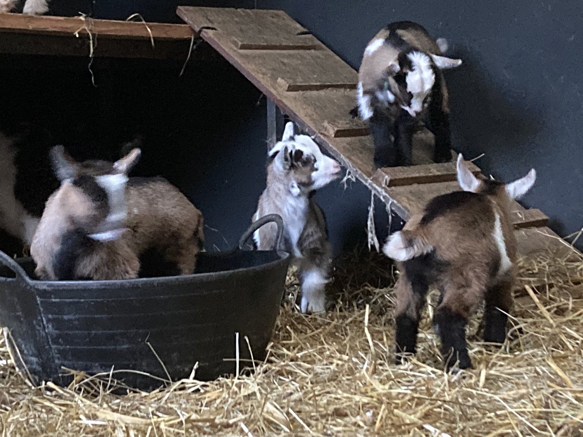 SouthYeoEast's tweet photo. Hope you’re enjoying your Saturday folks 😊 here’s some kids to brighten your day. Mr D is out on his tractor as the ground has dried up enough to get on without damaging the soil & I’ve had the 20 😳 rams in for a trim & tidy before I get busy with lambing again #GoodJobDone https://t.co/NikRBiq1uC