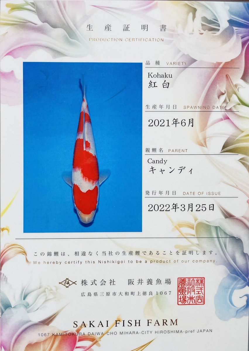 大阪サカイ錦鯉 (@oosakasakaii) on Twitter photo 