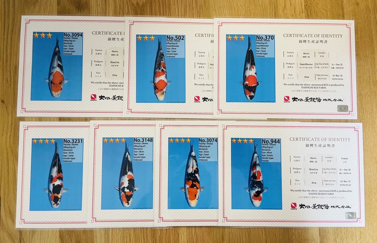 ★大日養鯉場★
2才の近代昭和とジャンボ当才を仕入れました！素晴らしい昭和を仕入れることができました！現時点でメスの可能性が高いです。