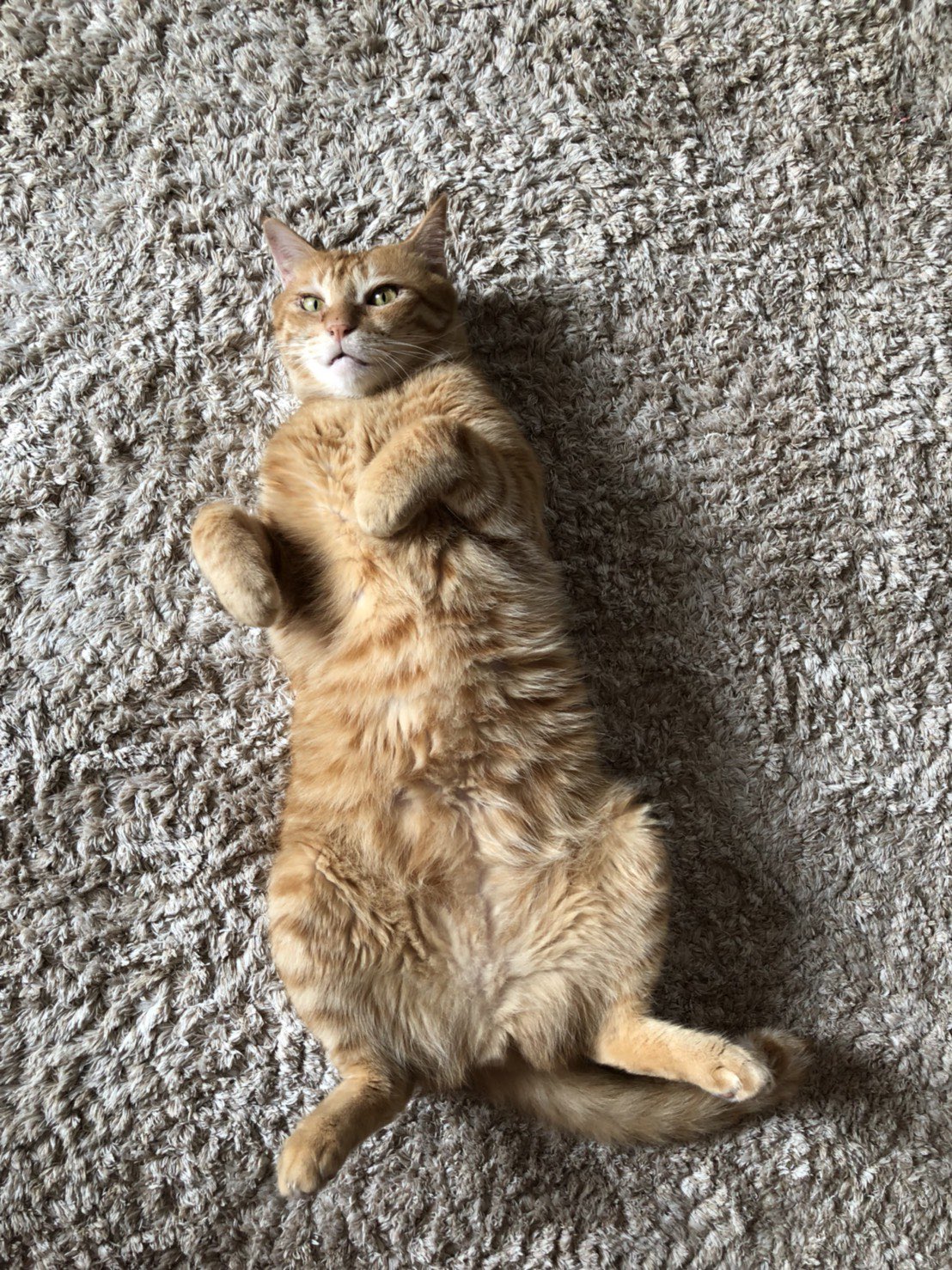 ねこの気持ち Shanreiku Twitter