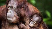 rasjafamily's tweet photo. APE FAMILY- WELCOME AND JOIN
0x74ebd015b82e647648a1d1b32ad160889362b1c8 https://t.co/nxAwK6KJVM