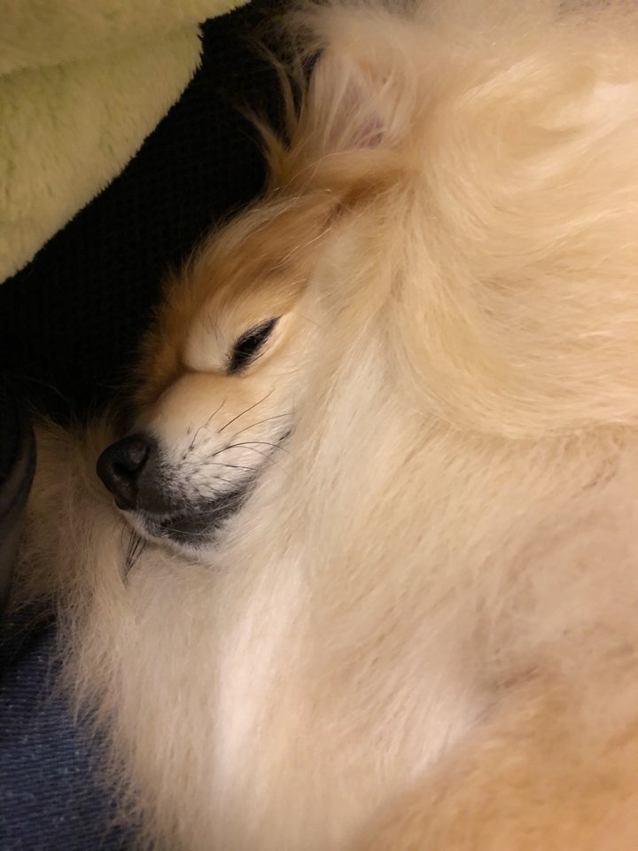 ブラッシング中に寝てた 可愛い