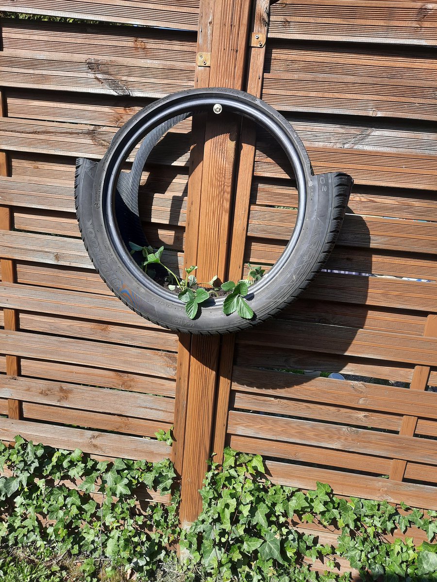 Für Ostern und Hängeerdbeeren