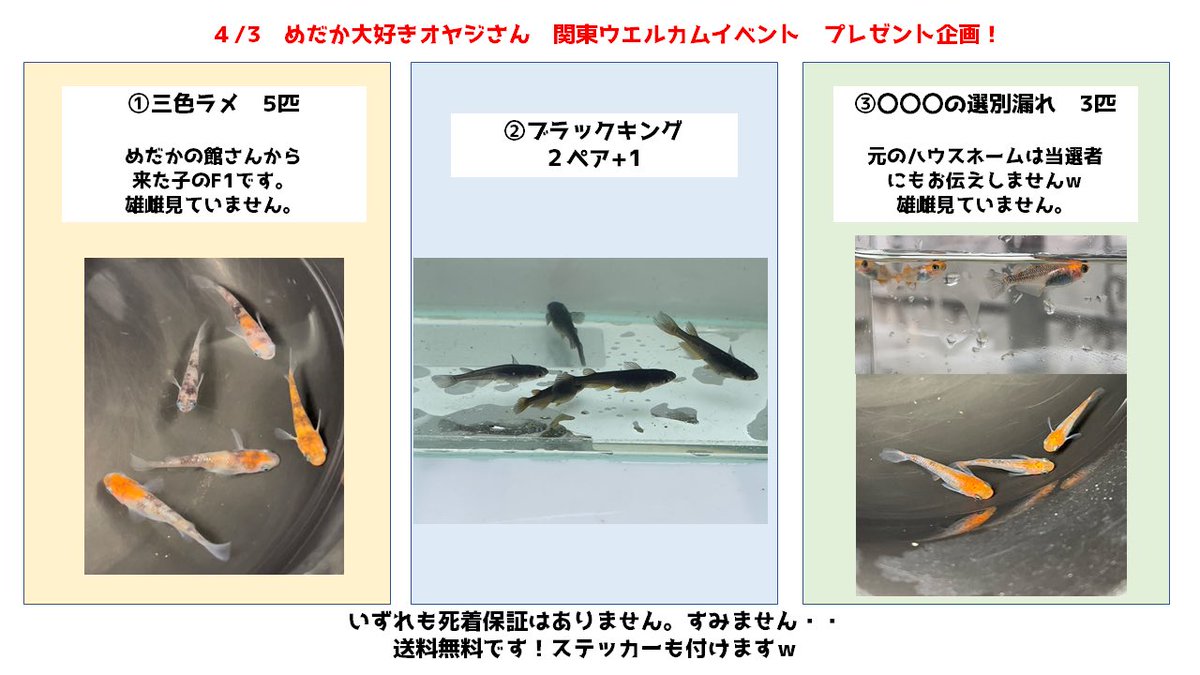 俺のメダカ 旧よ きひメダカ極 Orenomdk Twitter