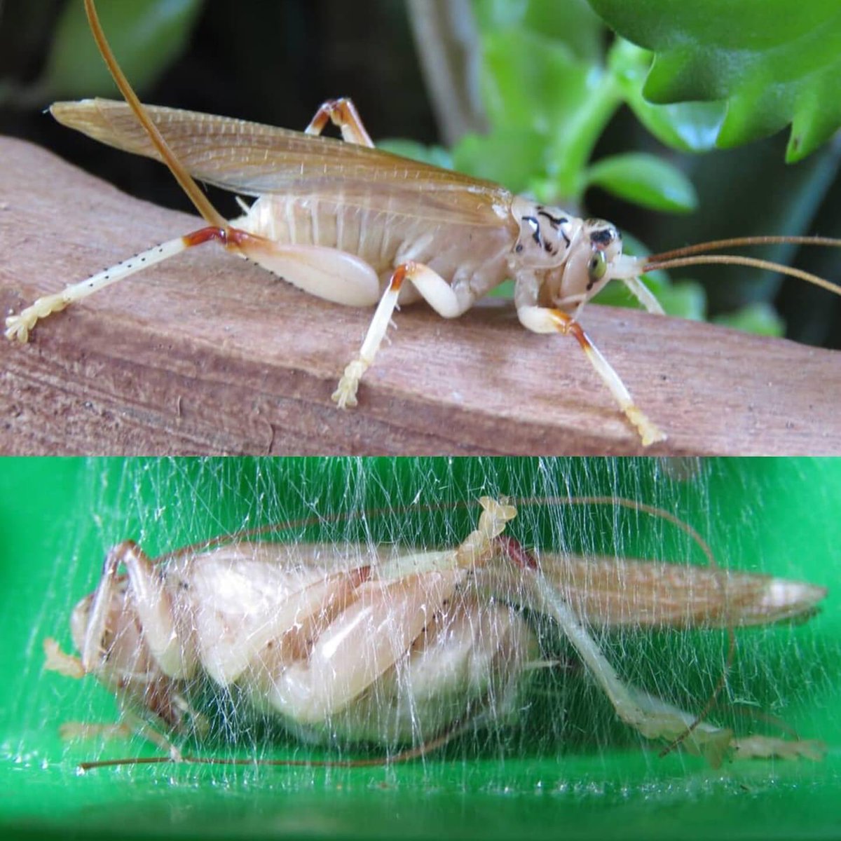 babalahhh's tweet photo. Leaf rolling crickets (#Gryllacrididae) have the unique ability to produce #silk. This is used to construct their day-time shelters amongst foliage. Pictured here is a female Stictogryllacris sp. and her silk shelter in captivity.

#Orthoptera  #conservation #entomology https://t.co/m4MSA4yxYh