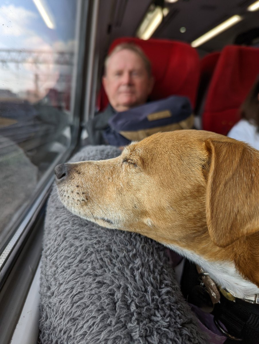 ThePlantQu's tweet photo. @LNRailway Thank you! Sarah from Liverpool Lime Street station around 9:30/10am 🙂

My wee dog is also thankful her mumma didn't have a bigger meltdown 🤭 https://t.co/JS6V1SFNio