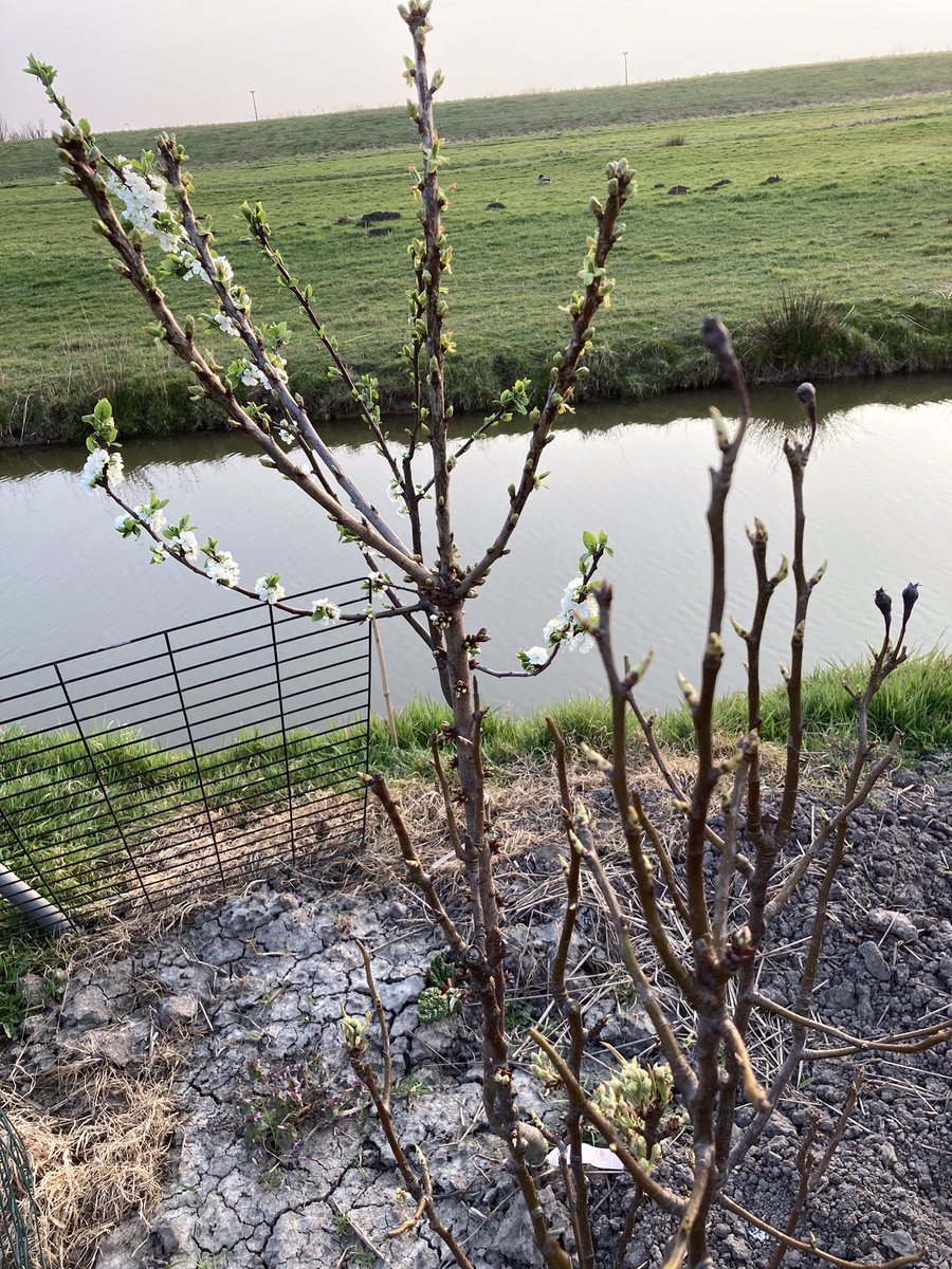 BeliaBeukel's tweet photo. Drie vorig jaar geplante #minitree een kers, een pruim en een appel. Blijven klein en geven opbrengst. ๐ #vlinderstrik https://t.co/E1wdEi9Syy