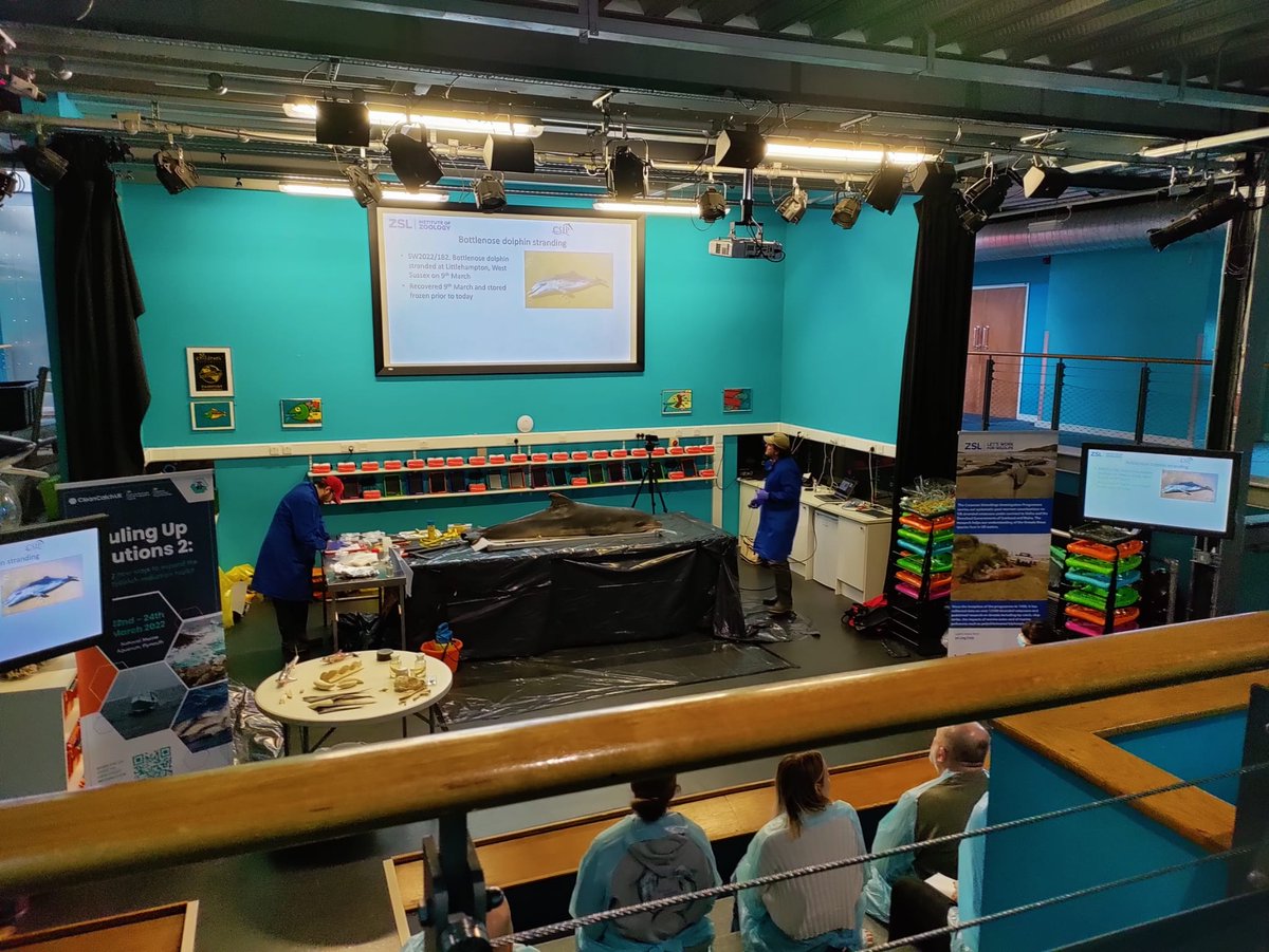 strandings_man's tweet photo. Several #CSIoftheSea examinations conducted this week with my CSIP colleague @Perkins16Matt as part of the @CleanCatchUK #HaulingUpSolutions2 workshop in Plymouth. Great to see good friends again and work with everyone to try to reduce UK #bycatch in vulnerable marine species https://t.co/seRfWpKrrf
