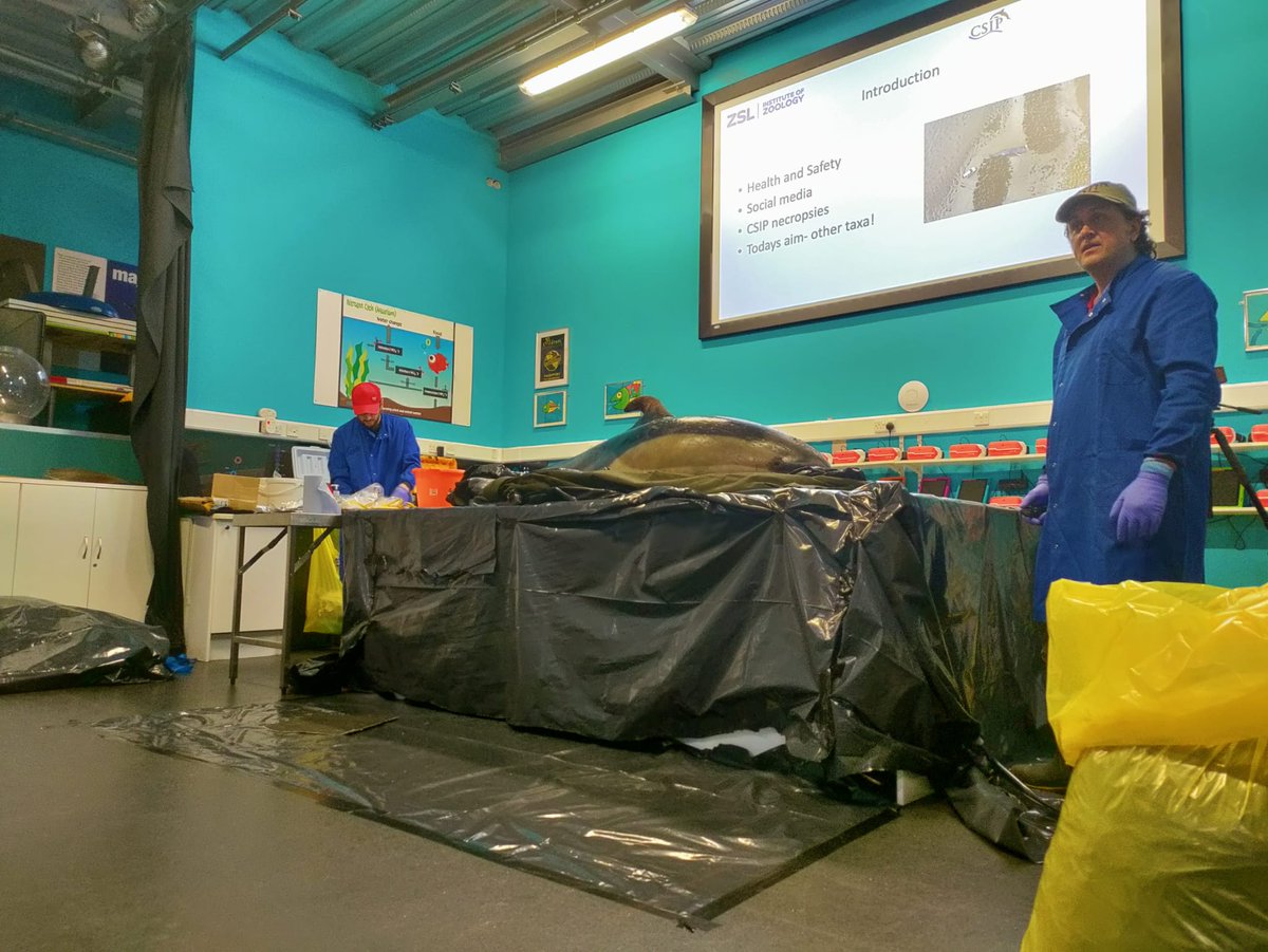 strandings_man's tweet photo. Several #CSIoftheSea examinations conducted this week with my CSIP colleague @Perkins16Matt as part of the @CleanCatchUK #HaulingUpSolutions2 workshop in Plymouth. Great to see good friends again and work with everyone to try to reduce UK #bycatch in vulnerable marine species https://t.co/seRfWpKrrf