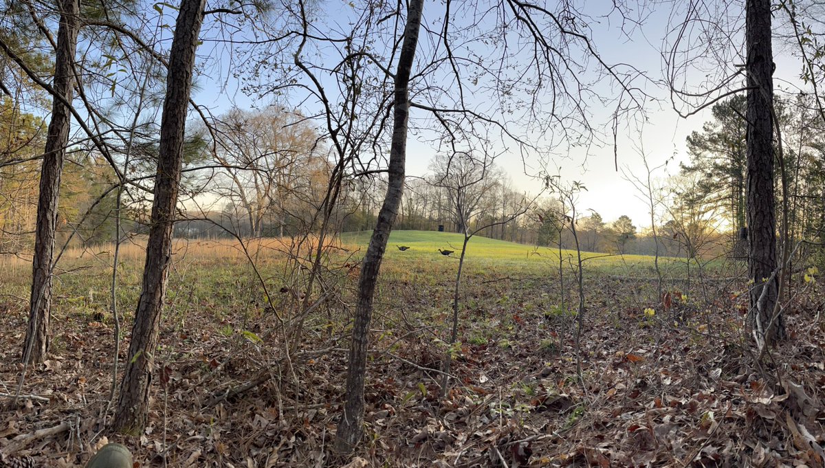AlabamaKayak's tweet photo. Beautiful morning in the woods. Here turkey turkey turkey. #turkeyseason https://t.co/FWPti1V1at