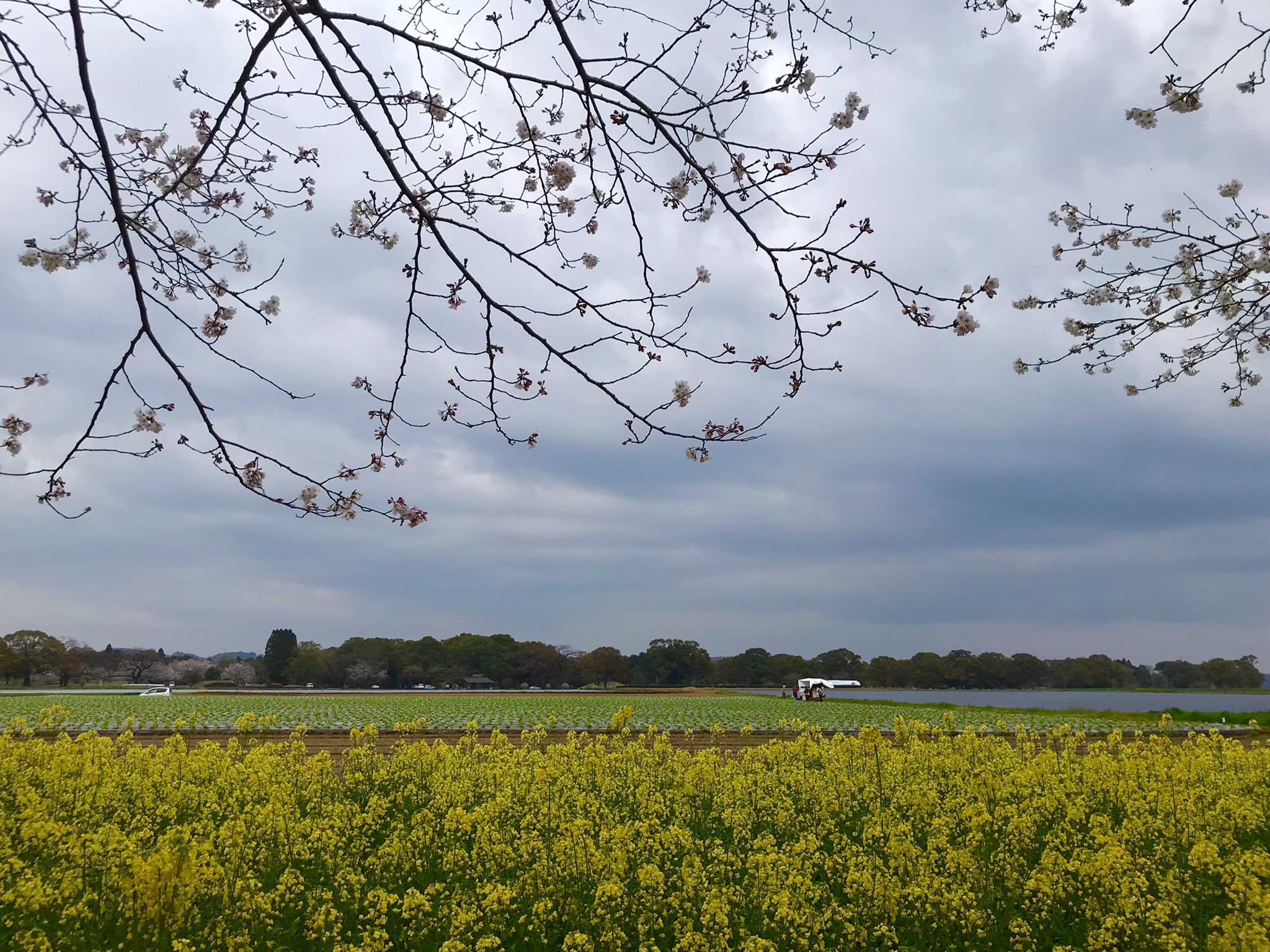 株式会社綾都 公式 宮崎県 西都市 西都原古墳 桜 お花見 菜の花畑 おすすめスポット T Co Wuciebbwja Twitter