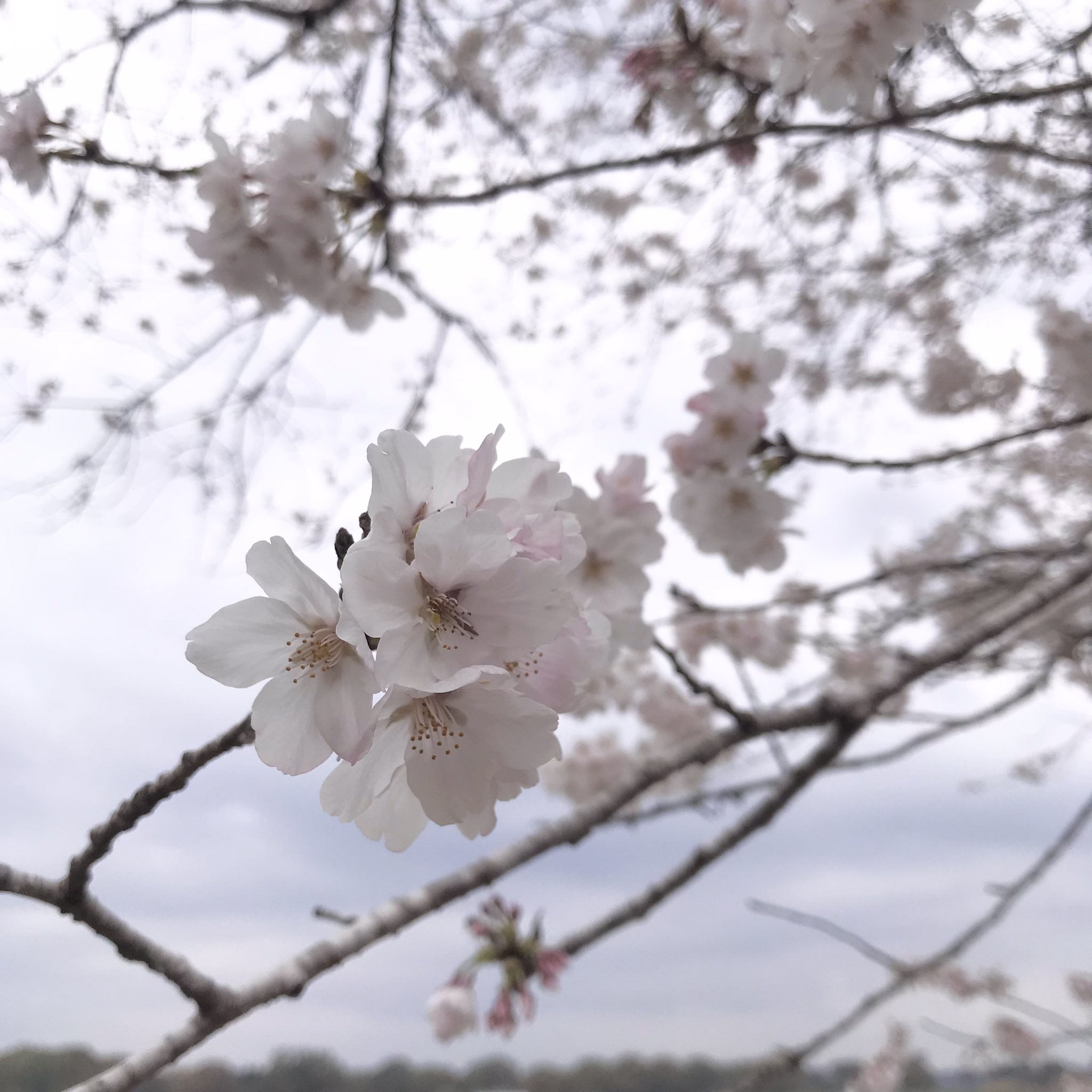 株式会社綾都 公式 宮崎県 西都市 西都原古墳 桜 お花見 おすすめスポット T Co Lj2fl7f7f4 Twitter