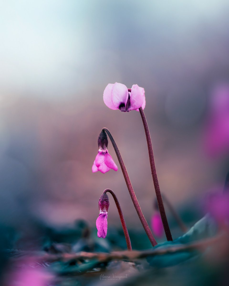 Family portrait 👨‍👩‍👧

#cyclamens #flowerphotography #macrophotography #ThePhotoHour #macrohour #flowers
