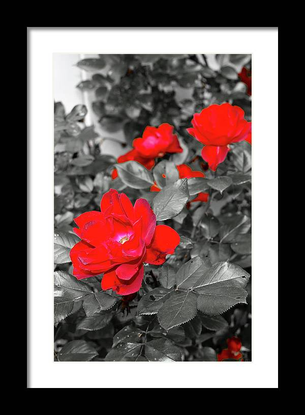 denisew428's tweet photo. #redrose #selectivecolorphotography For sale at:
https://t.co/WRiI45iFPZ
#thisspringbuyart #springforart #redroses #gardensoftwitter #fineartamerica https://t.co/I9mvq2UXmZ