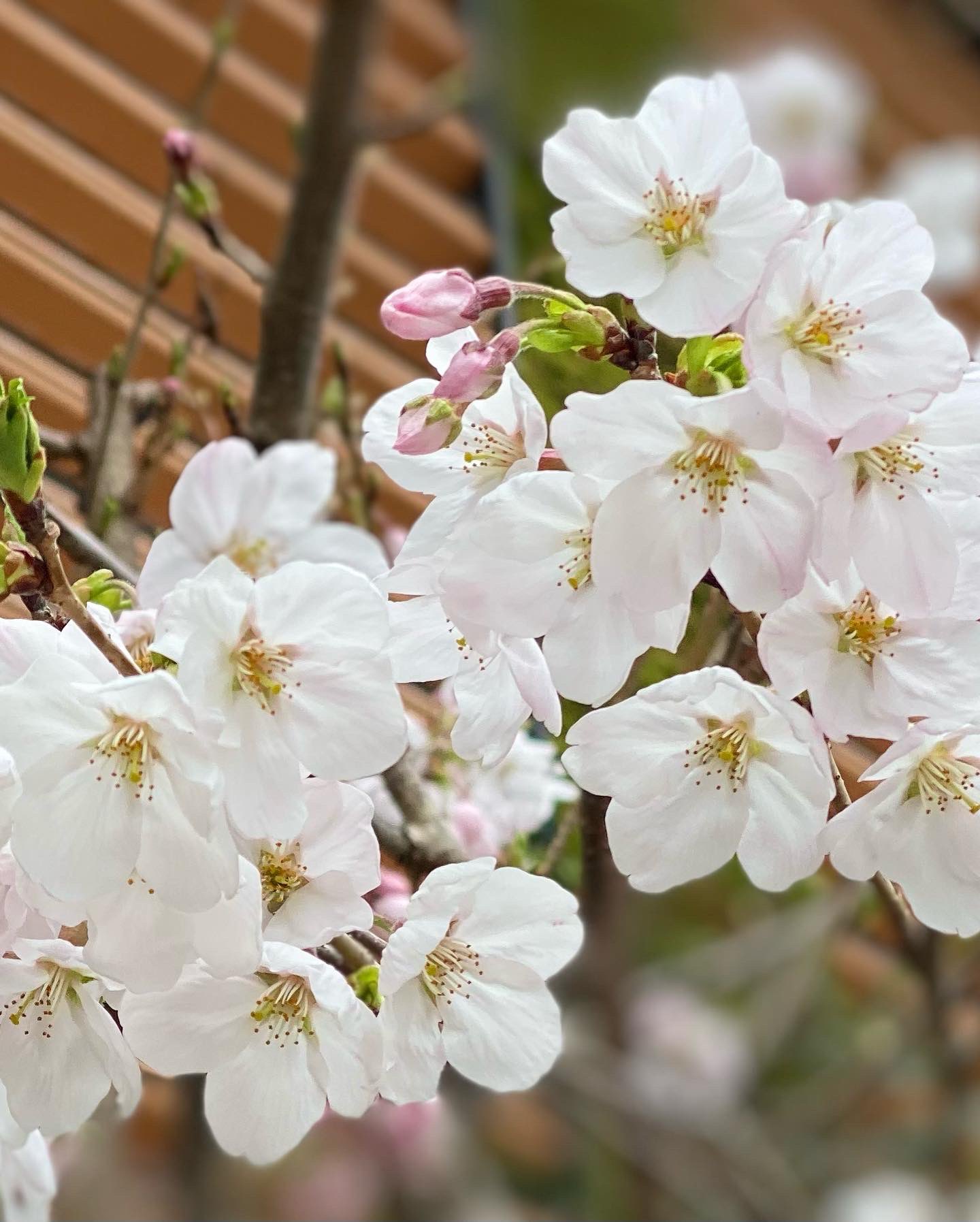 さくらの花の咲くころに Twitter Search Twitter