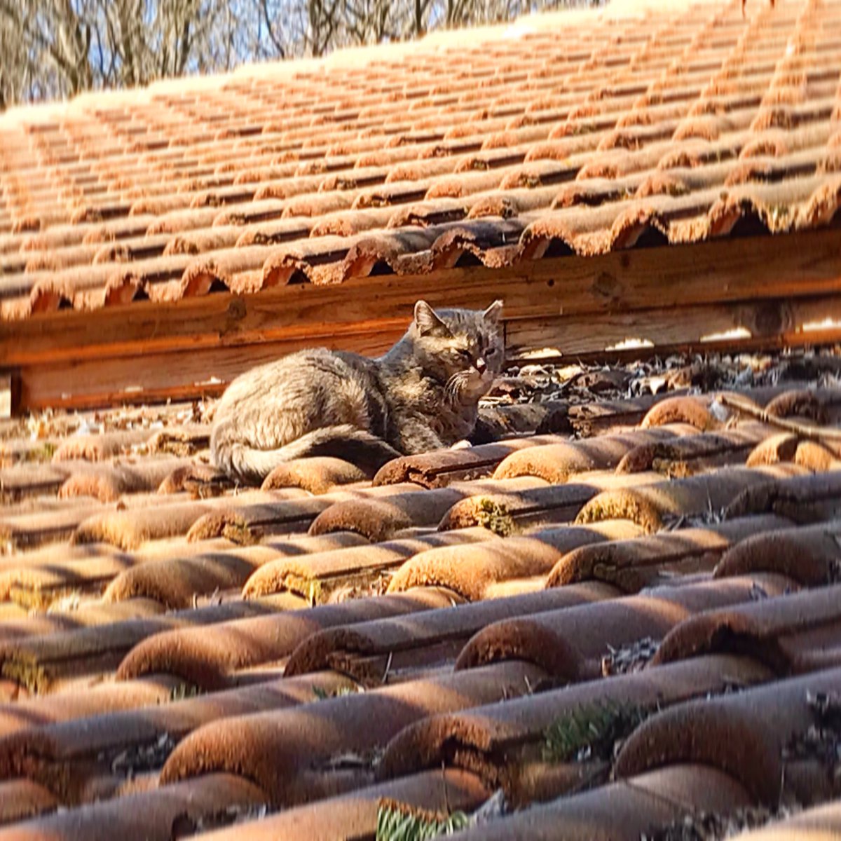 SweMetalChef's tweet image. All you need is some sunshine and a full belly. :) #caturday #stray #cat #happiness #sunshine #nap