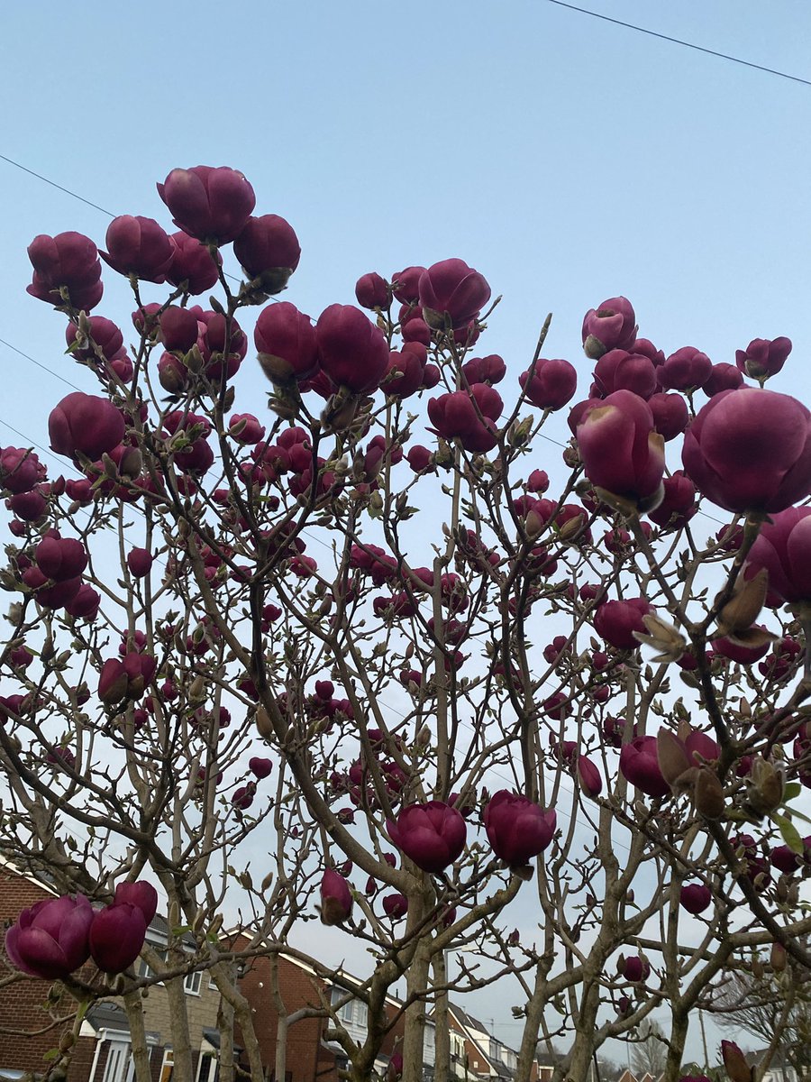 vivfernside's tweet photo. Love my Magnolia tree in full bloom #springbloom https://t.co/6s6teMt2hX