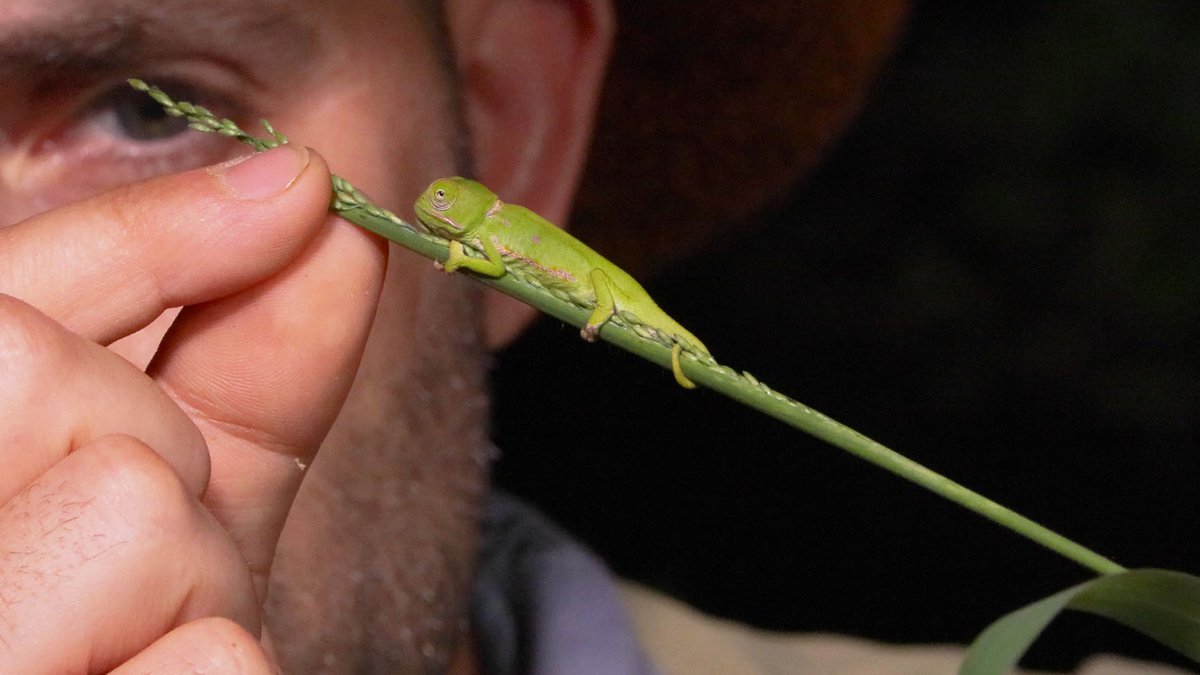 maaaaaay or may not have put a bunch of crickets on my face for our latest adventure… ever been TONGUED by a CHAMELEON? 

get in on the action 💋 - bit.ly/bwchameleon