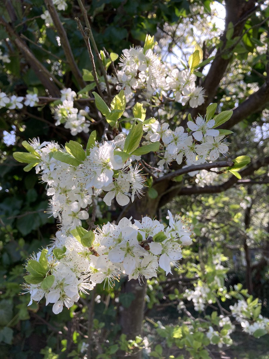 lisaspiller's tweet photo. #BlossomWatch #Hainault @ITV @nationaltrust https://t.co/gp4e8JVIGh