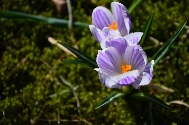 Garden_Notes's tweet image. Frühlingserwachen mit lautstarken Gästen im Wilden Garten: wildgardening.de
#Garten