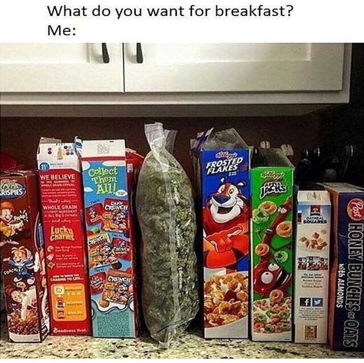 Budz 🪴🌳🍃 CardanoBudz tweet media