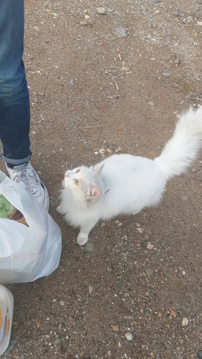 beillaBill's tweet photo. Gato encontrado en la zona de rosaleda. Lleva un collar rosa y se acerca a las personas, por si a alguien se le ha perdido, se le ve desorientado  @protemalaga https://t.co/WKeSypXIig