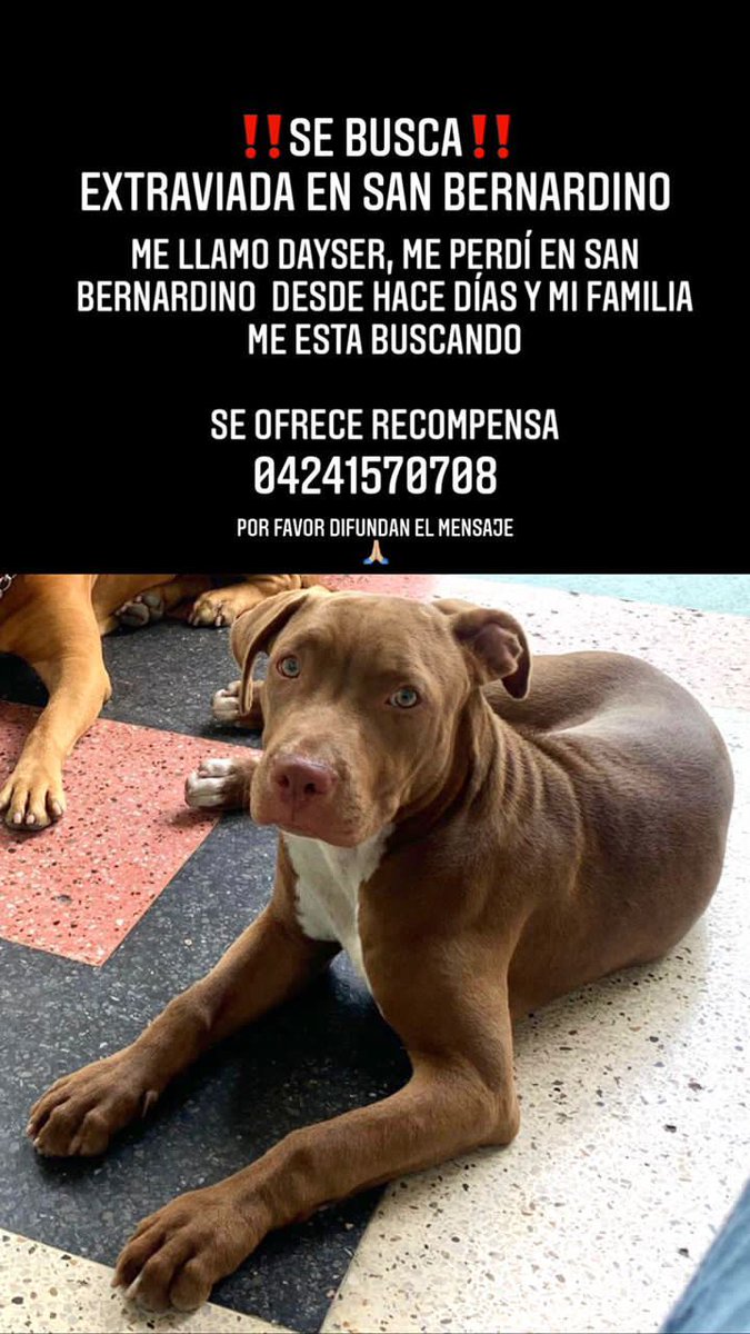 PerroUsuario's tweet photo. #SeBusca RT @MarlynGomez1: Opoyemos con difusión, gracias   https://t.co/093QPzPrSA