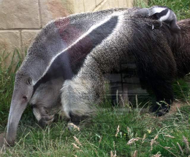 TetZoo's tweet photo. Images from 2010 #AmazonWorld trip (#IsleofWight): two-toed #sloth mother (missing hand claws for reason I don't know), Giant #anteater mother, Silvery marmoset, #matamata. #zoos #zooanimals https://t.co/76YViXlwOE