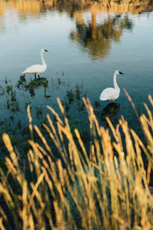 Spring fever is in full bloom. Even the swans can feel it!

Take advantage of the beautiful weather and our seasonal savings. Book a Saturday night stay at the Huntington Lodge and get up to 4 additional nights for only $99 per night. Book now: bit.ly/2NsHBMP