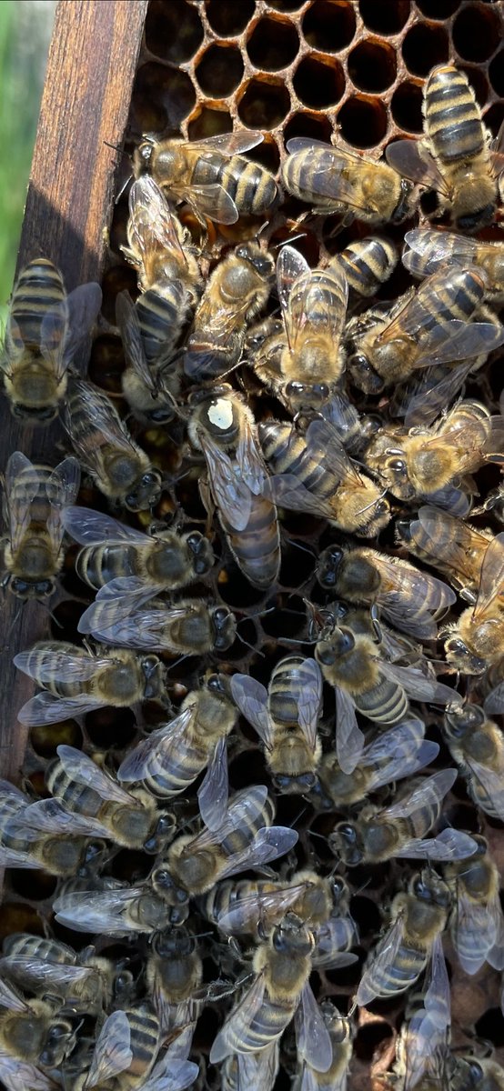 There she is…. #bees