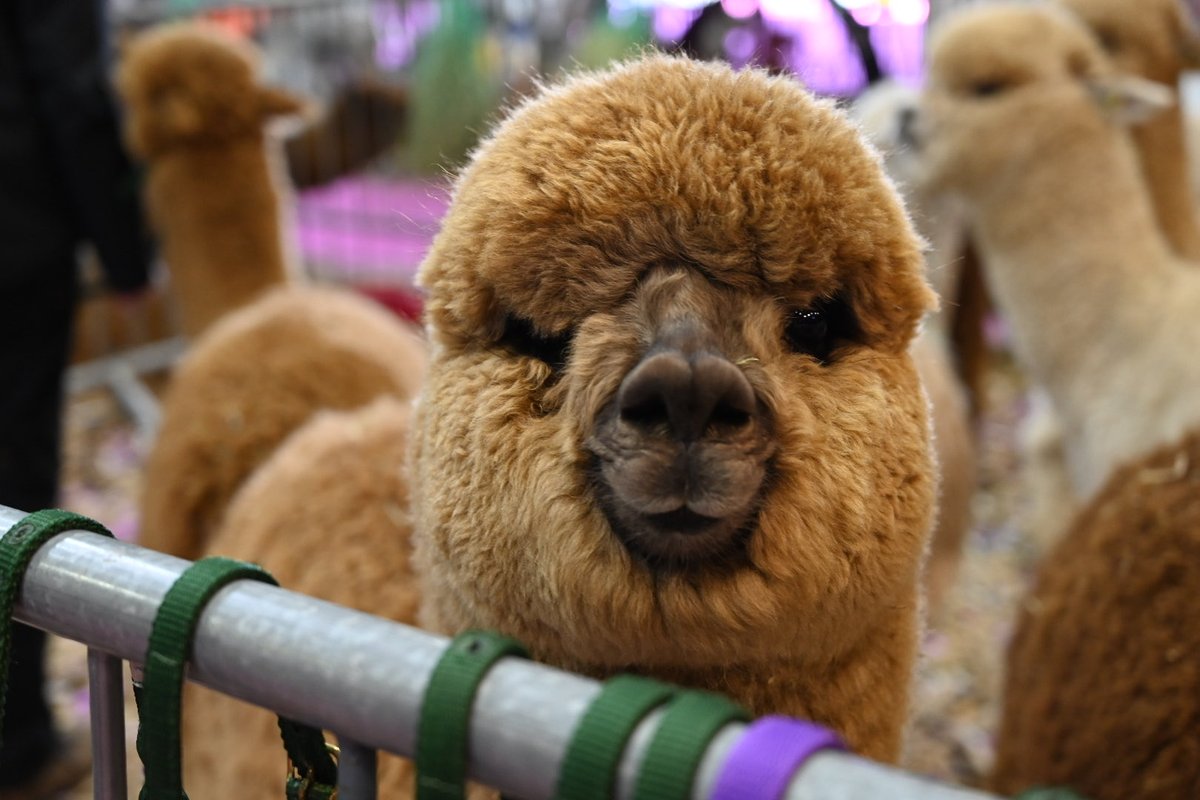 BAS National Show #alpacas #Telfordinternationalcentre #Telford