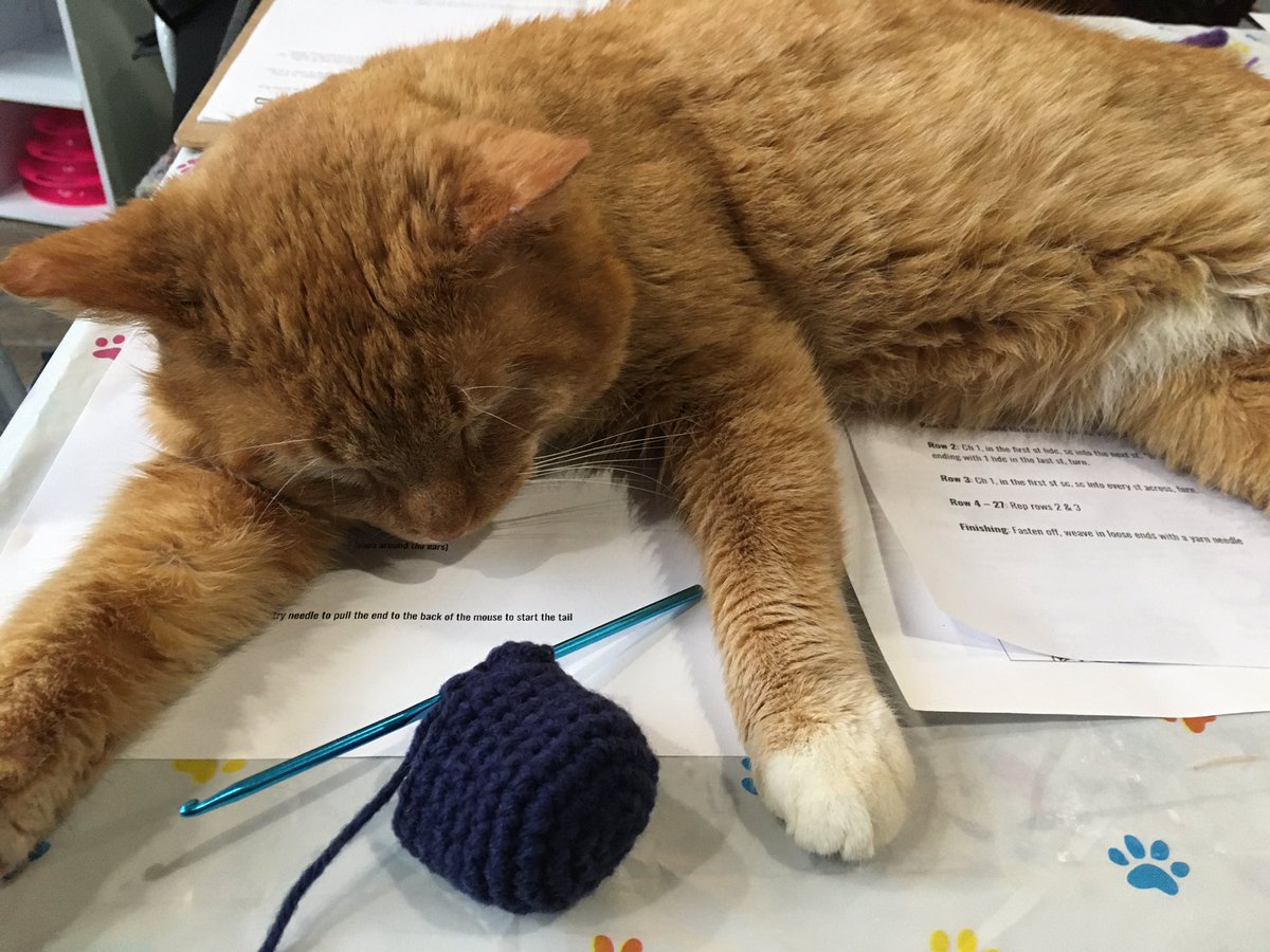 boardnotbored's tweet photo. Breaking my unintentional twitter silence to say that I went to a crochet event at a cat cafe, and a cat fell asleep in the middle of my pattern. https://t.co/JugmiPZaY6