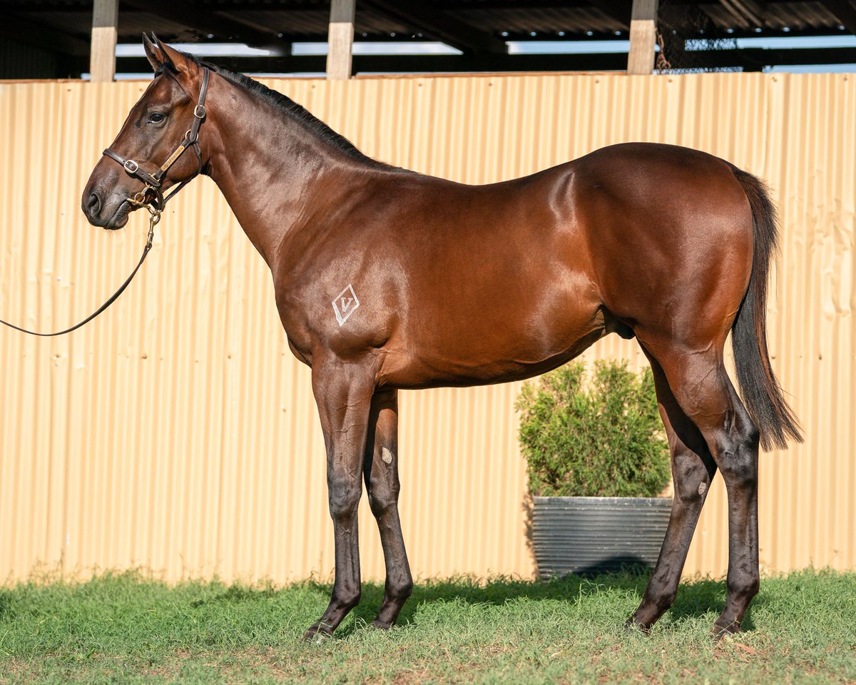 VThoroughbreds's tweet photo. Congratulations to @racewithimpact &amp; connections for the win of #SternyBear
Another winner for #Astern who is racking up the winners this season.
He is also the first foal &amp; first winner out of mare Culottes who is currently in foal to #Ghaiyyath @DarleyAus 
Yearling photo of him https://t.co/Er83J7FvDV