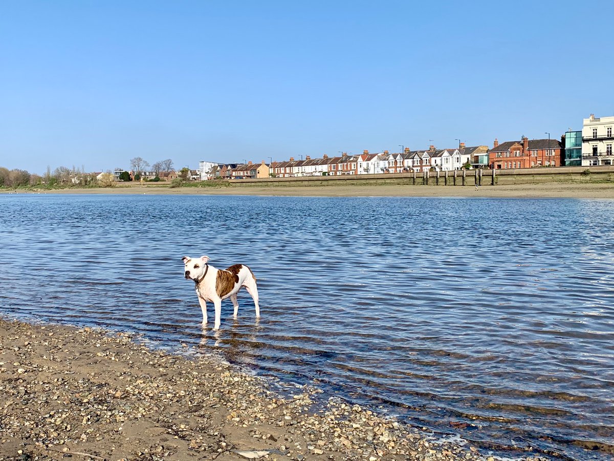 mscookiestamp's tweet photo. I don’t like to swim, but on a warm day I’m not averse to a paddle in the river. #Thames #Chiswick https://t.co/wDKr0i93w7