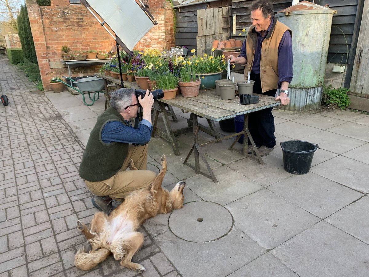 Nell, a picture of elegance… She got her way: tummy tickle and a biccie. Fair reward for yet another modelling gig! #gardenersworld