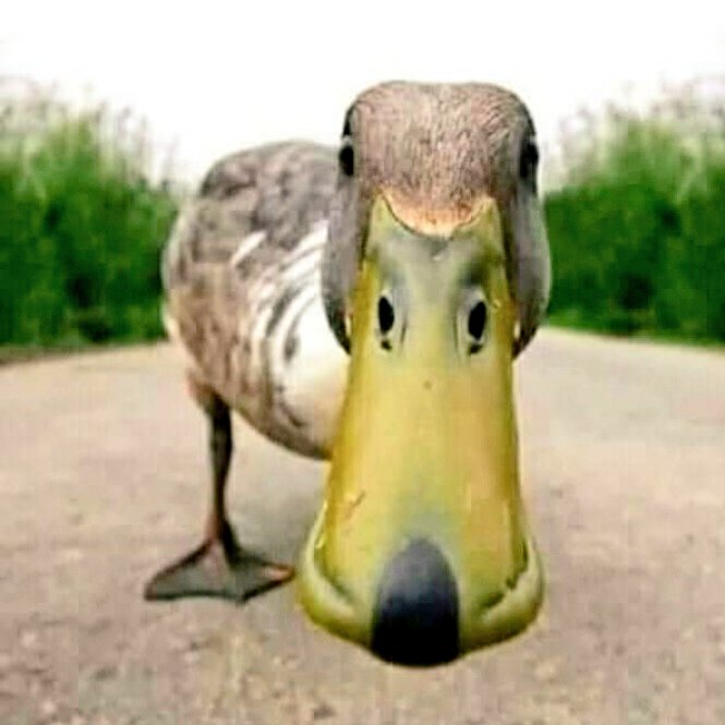 #হাসঁ