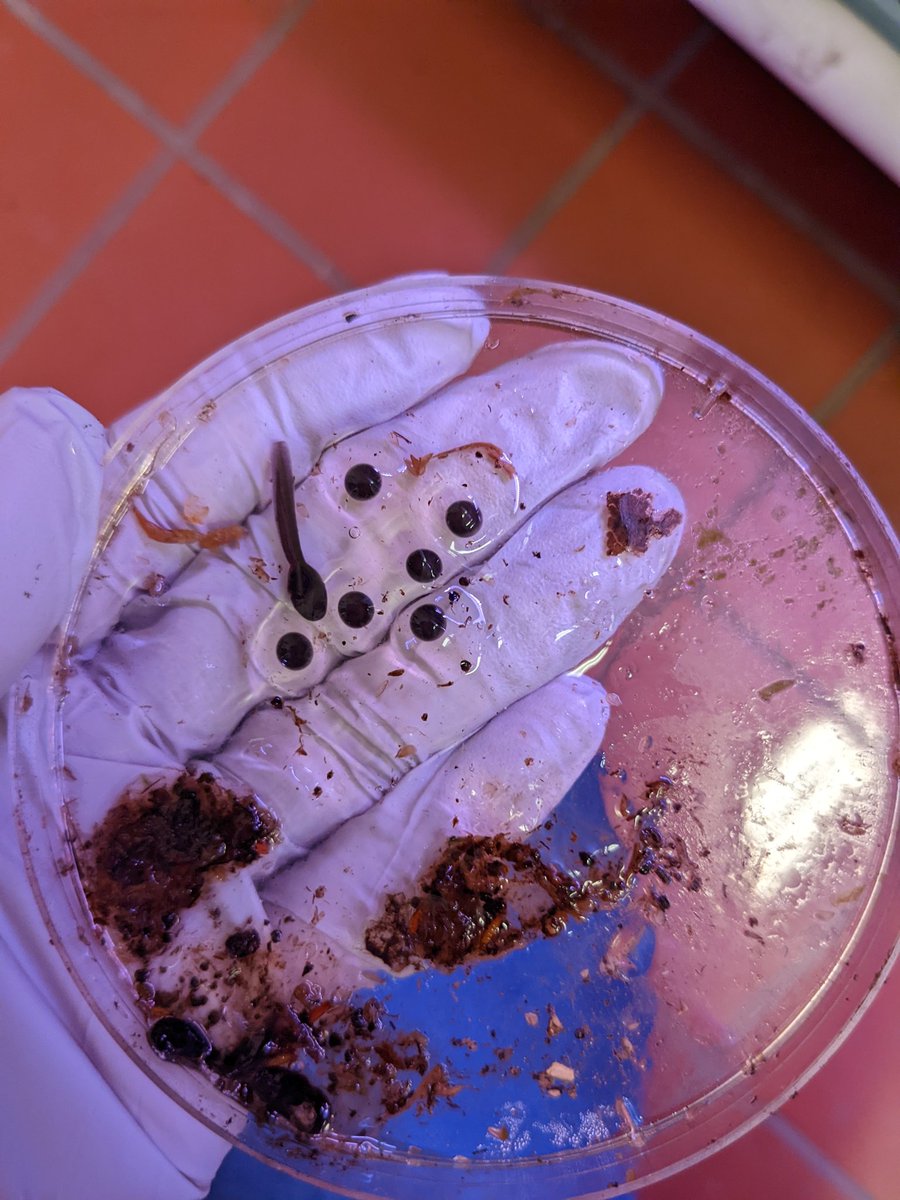 Sarah Westrick tweet media